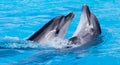 Two dolphins dancing in the pool