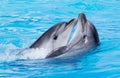 Two dolphins dancing in the pool