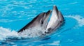 Two dolphins dancing in the pool Royalty Free Stock Photo