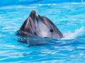 Two dolphins dancing in the pool Royalty Free Stock Photo