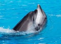 Two dolphins dancing in the pool Royalty Free Stock Photo