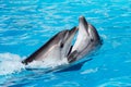 Two dolphins dancing in the pool Royalty Free Stock Photo
