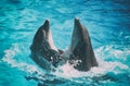 Two dolphins dancing.