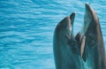 Two dolphins. Royalty Free Stock Photo