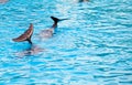 Two dolphins frolic in the blue clear water Royalty Free Stock Photo