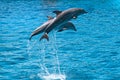 Two dolphins jump above water Royalty Free Stock Photo