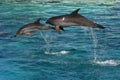 Two dolphins jumping Royalty Free Stock Photo