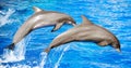 Two dolphins jumping. Royalty Free Stock Photo
