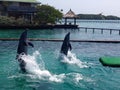 Two dolphins jumping in fresh blue water. Royalty Free Stock Photo