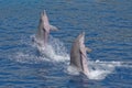 Two dolphins jumping out of water Royalty Free Stock Photo