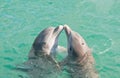 Two Dolphins Kissing