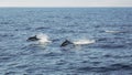 Two dolphins in midair as they jump out of the Pacific Ocean on a sunny day Royalty Free Stock Photo