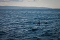 Two dolphins in Pacific ocean near Costarica Royalty Free Stock Photo