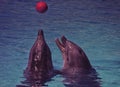 Two dolphins play with red ball Royalty Free Stock Photo