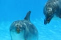Two Dolphins Playing Royalty Free Stock Photo