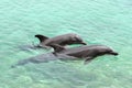 Two dolphins playing Royalty Free Stock Photo