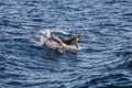 Two dolphins playing around on the rough water surface Royalty Free Stock Photo