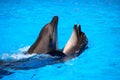 Two dolphins playing in the blue water