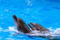 Two dolphins are playing in the pool. Dolphinarium Royalty Free Stock Photo