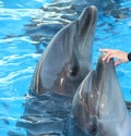 Two dolphins in the pool