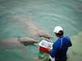 Keeper giving food to dolphins