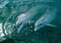 Two dolphins in sea Royalty Free Stock Photo