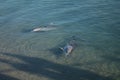 Two dolphins in shallow water near beach