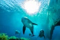 Two dolphins swimming with divers in the Red Sea Royalty Free Stock Photo