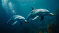 Two dolphins swimming gracefully underwater in clear blue ocean Royalty Free Stock Photo