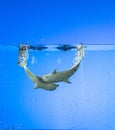 Two dolphins toys swim with bubbles and splashes of water Royalty Free Stock Photo