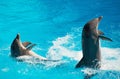 Two dolphins. Royalty Free Stock Photo