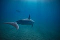 Two dolphins underwater in blue Royalty Free Stock Photo