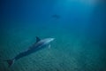 Two dolphins underwater in blue Royalty Free Stock Photo