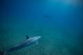 Two dolphins underwater in blue Royalty Free Stock Photo