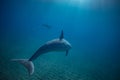 Two dolphins underwater in blue Royalty Free Stock Photo