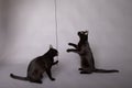 Two black house cats playing with a black string