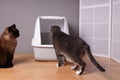 two domestic cats examining new closed cat litter box at home