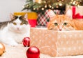 cats lie near the christmas decorations Royalty Free Stock Photo