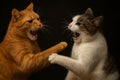 Two domestic cats, one ginger and one tabby-and-white, are fighting or playing aggressively against a black background Royalty Free Stock Photo