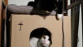 Two domestic cats play in a cardboard box at home