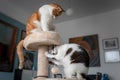 Two domestic cats play in a scratching tower 3