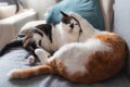 Two domestic cats play on a sofa before sleeping