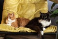 Two domestic cats in a yellow chair are turned away from each other. Animal characters and relationships. Conflict situation in a Royalty Free Stock Photo