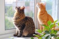 Cats safely walking and bird watching on the windowsill. Falling from height protection concept