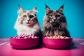 Two domestic cats are seated beside bowls of food