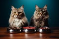 Two domestic cats are seated beside bowls of food