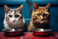 Two domestic cats are seated beside bowls of food