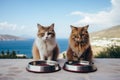 Two domestic cats are seated beside bowls of food