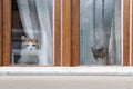 Two domestic cats are sitting on the windowsill and looking at the street. Royalty Free Stock Photo