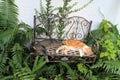 Two domestic cats sleeping on benche Royalty Free Stock Photo